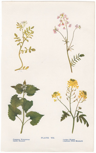 Common Watercress, Garlic Mustard, Cuckoo Flower, Charlock (Wild Mustard)